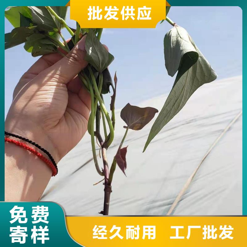 高产红薯苗（预售中）生长周期