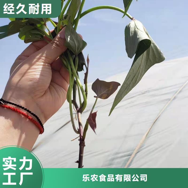 紫罗兰紫薯苗批发低价
