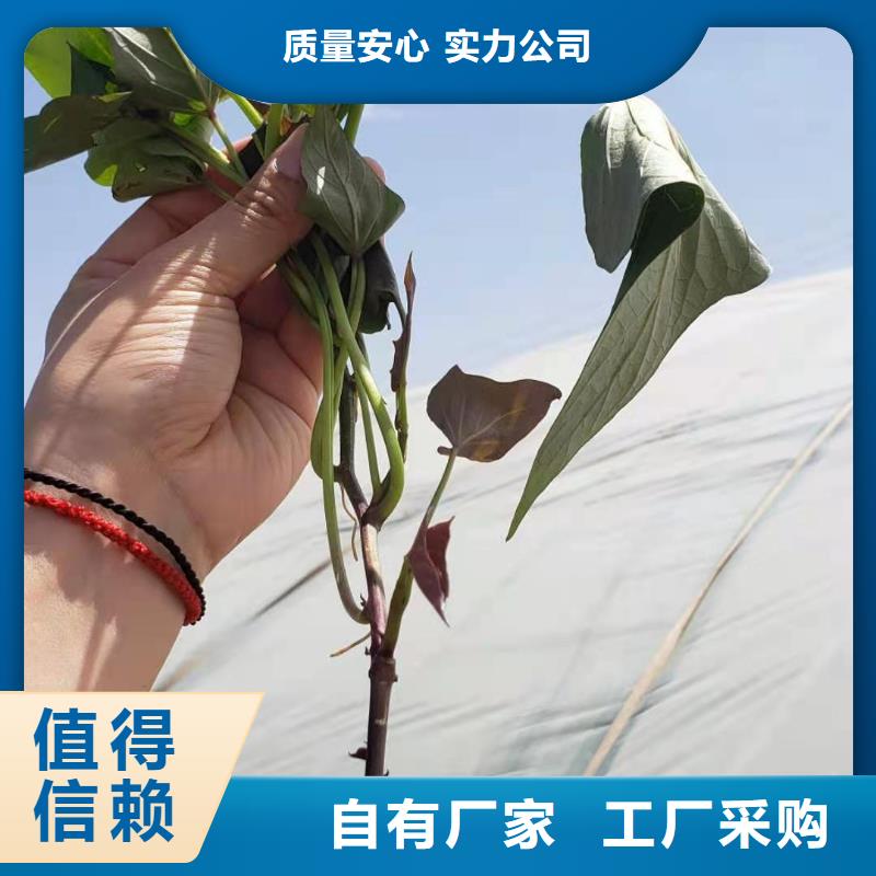麦茬济黑2号苗不要错过