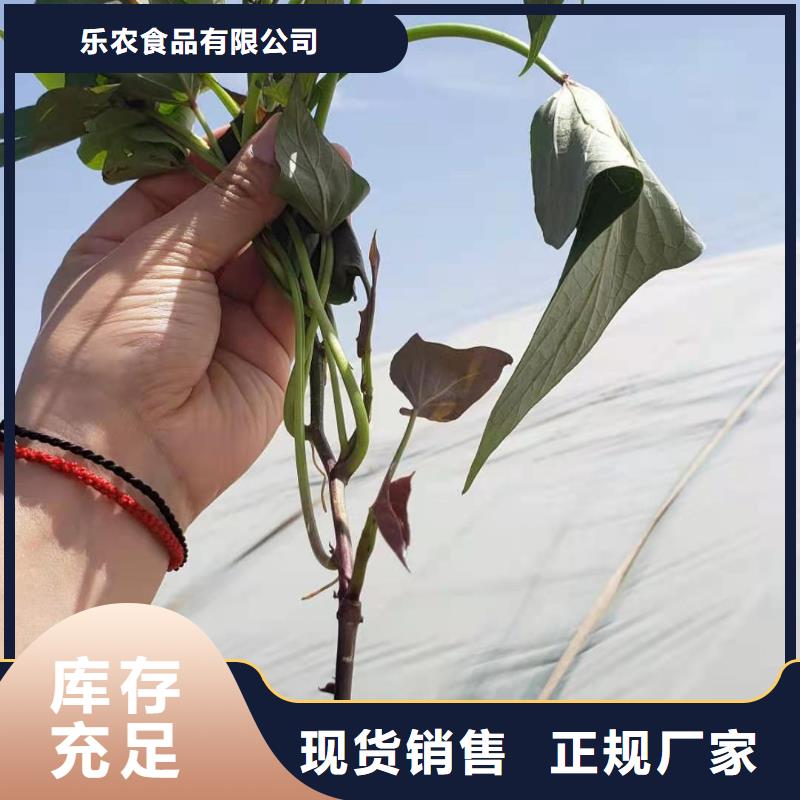 甘薯苗（紫红薯苗）行情走势