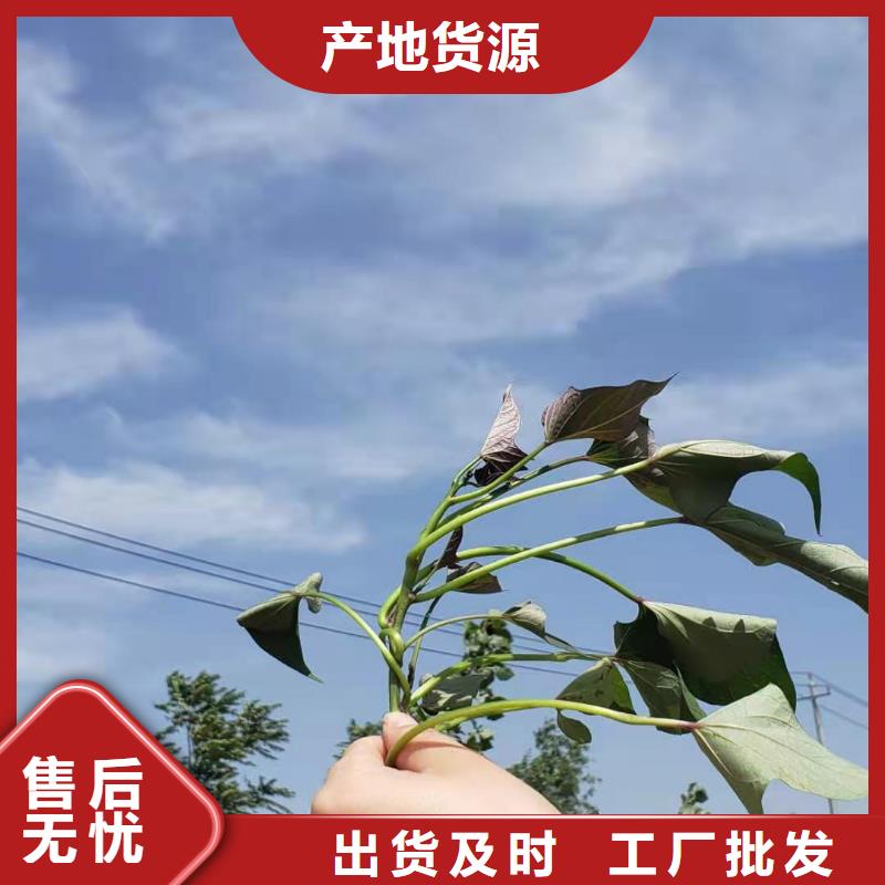 夏薯济黑2号苗子有保证