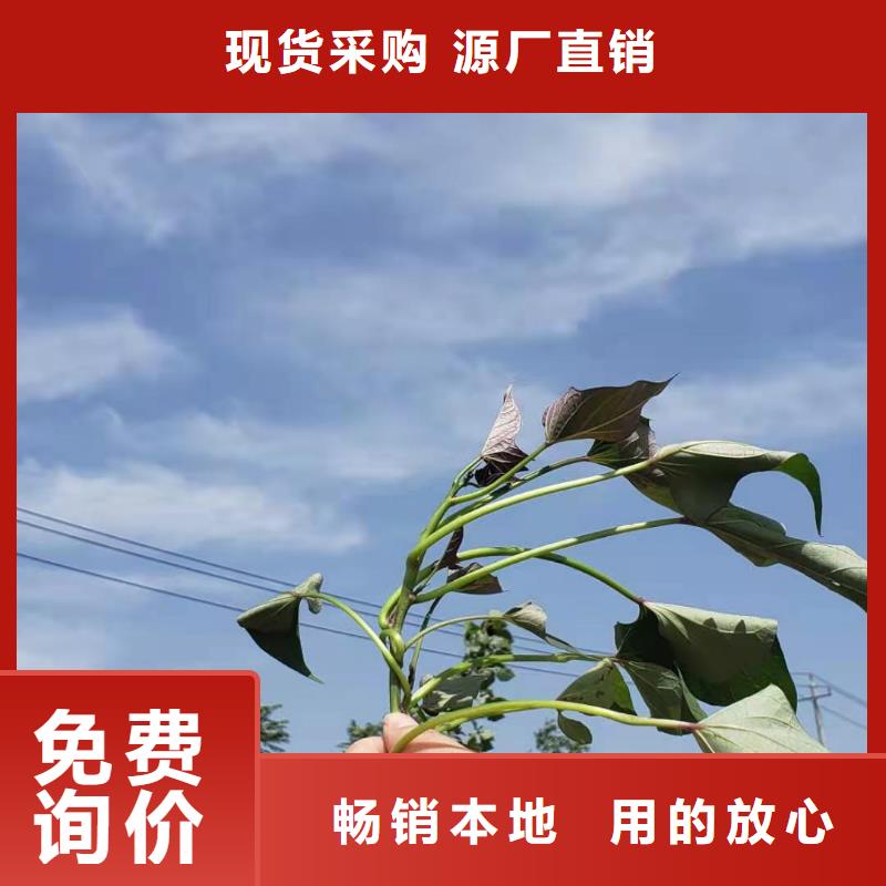 紫薯苗发货速度快