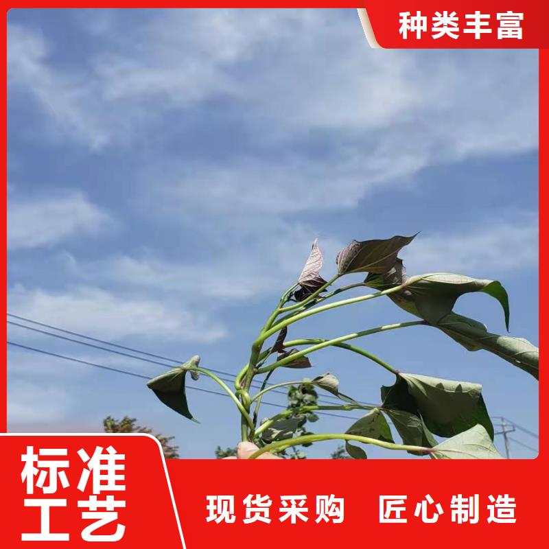 东风8号紫薯苗种植时间
