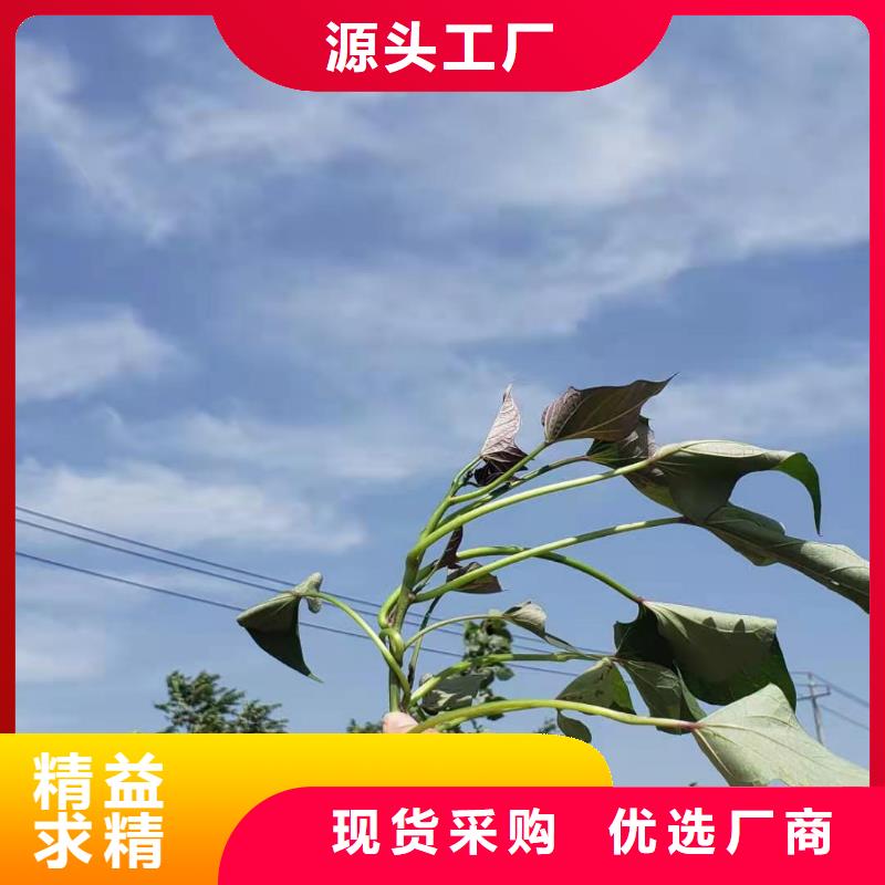 甘薯苗（紫红薯苗）行情走势