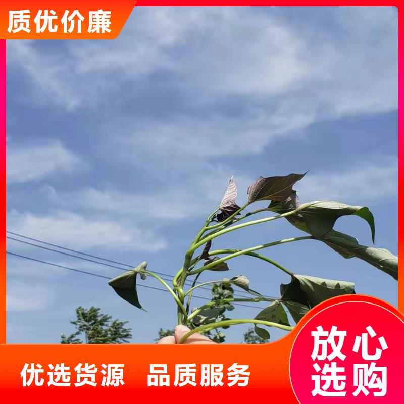 紫色地瓜苗（夏薯）怎么保存