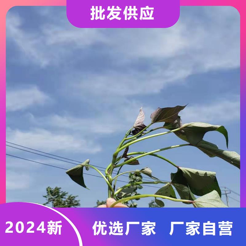 高剪红薯苗鲜食型