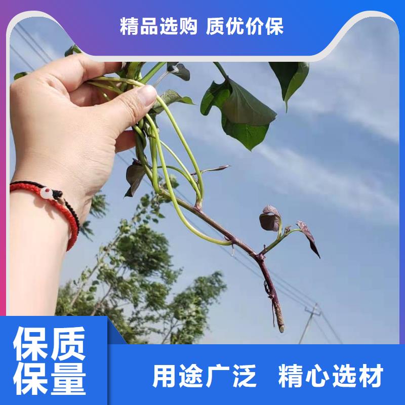 麦茬苗（紫薯)千亩种植
