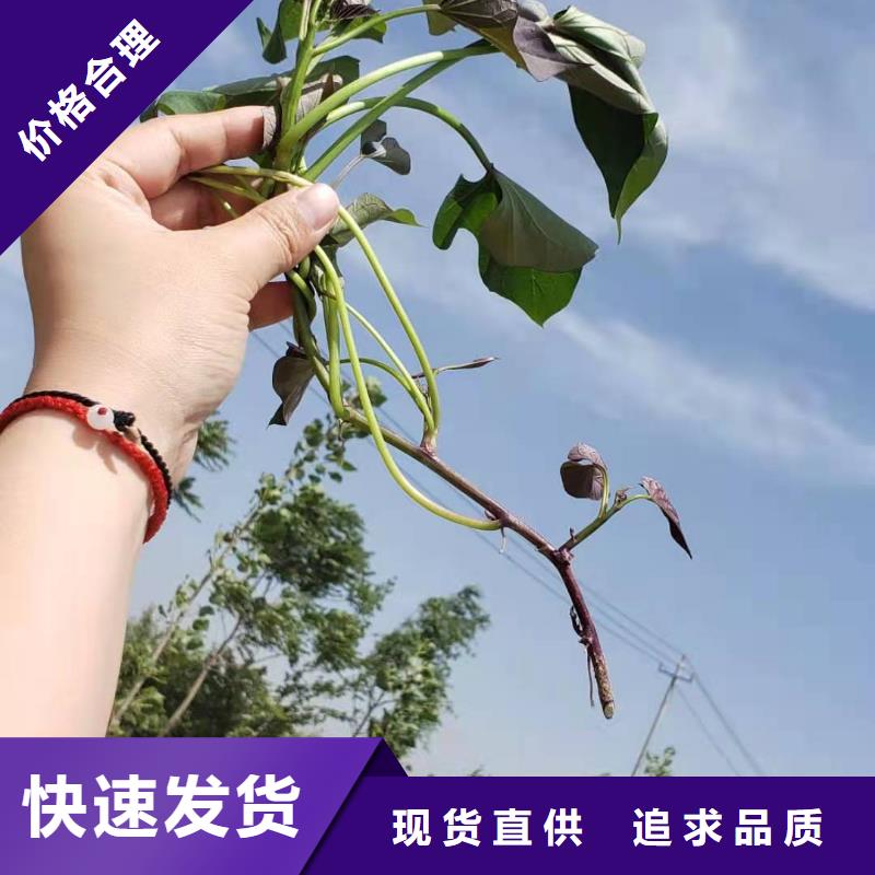 高产红薯苗（预售中）价格