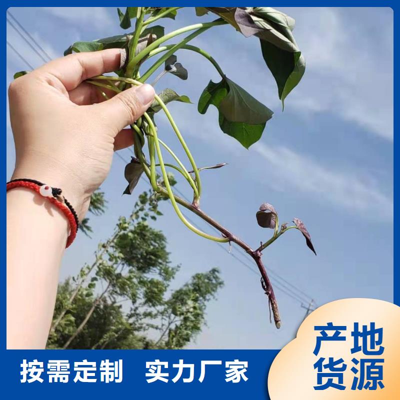 高产脱毒紫薯苗（绫紫)欢迎致电