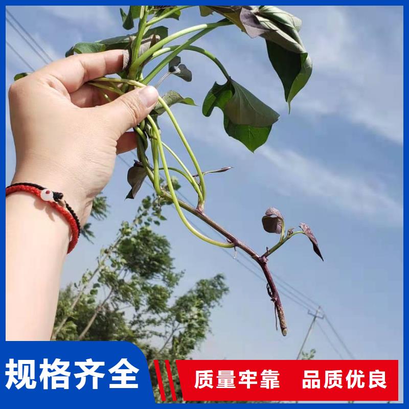 高剪红薯苗怎么种