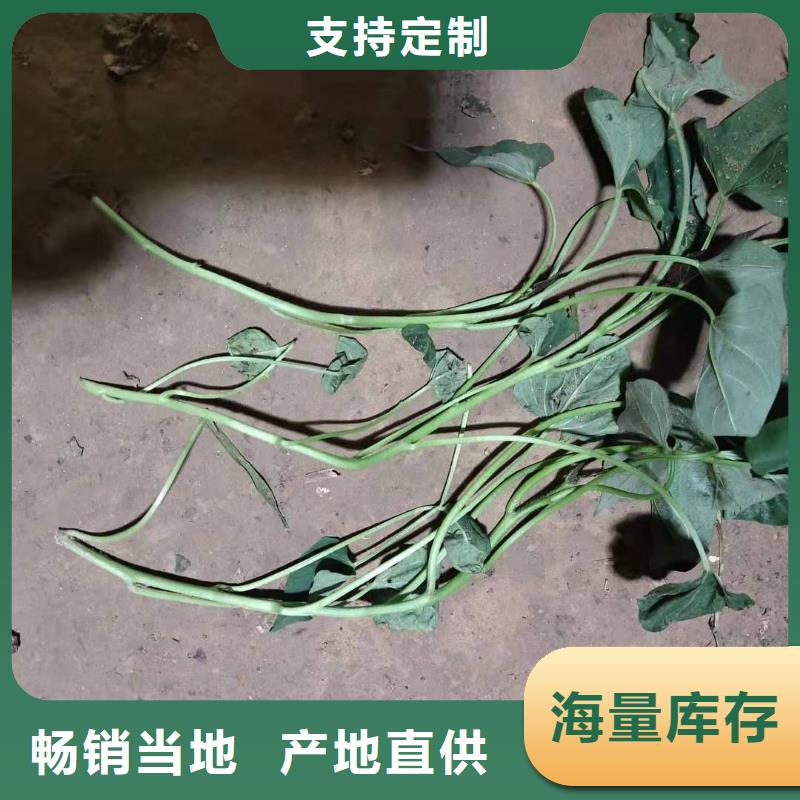紫薯苗管理方式