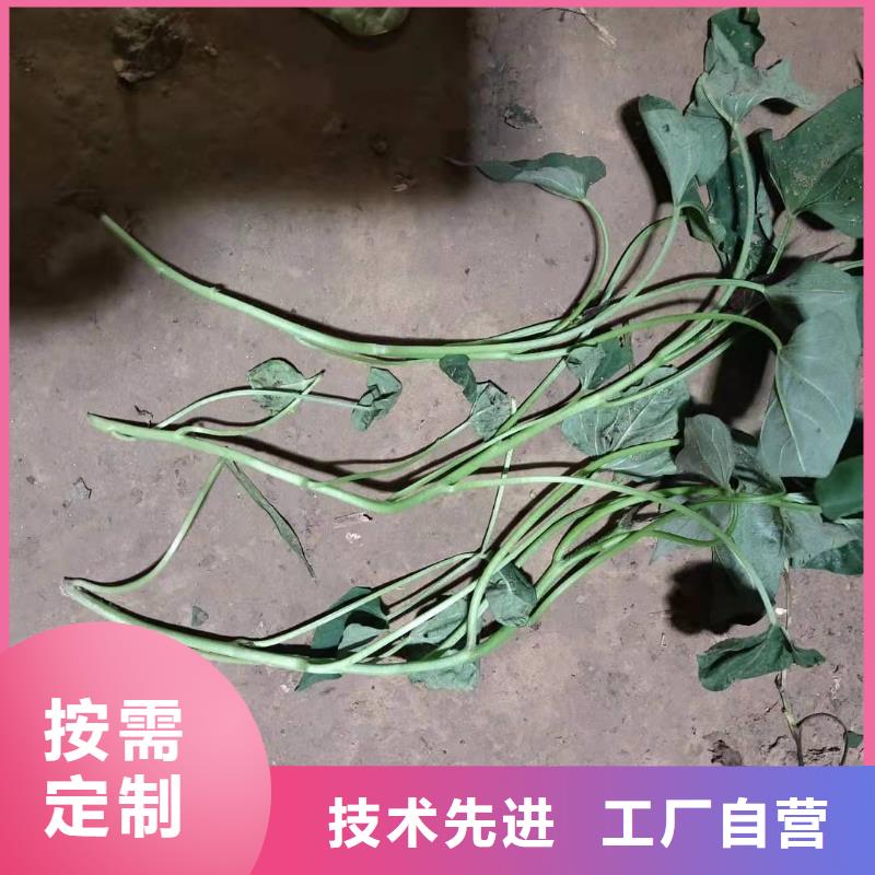 紫罗兰紫薯苗苗木基地