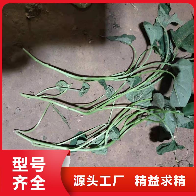 紫色地瓜苗(夏薯)种植技术培训