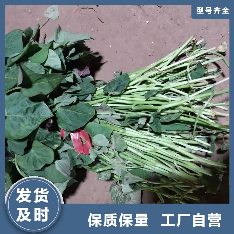 紫薯苗种植厂家