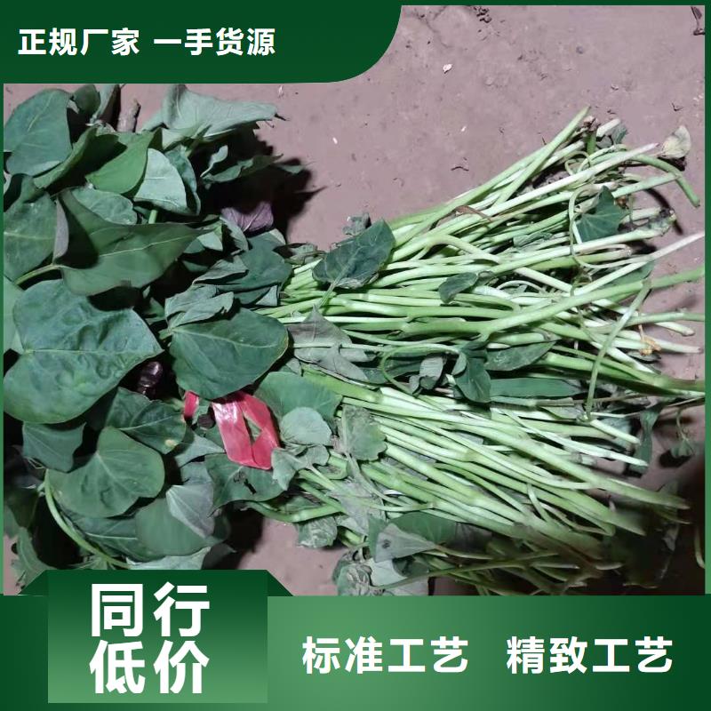 济黑2号紫薯苗栽培技术