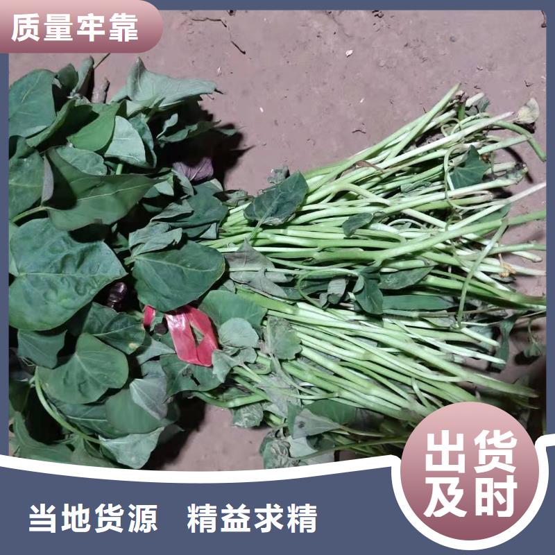 高剪苗红薯苗（西瓜红）供应
