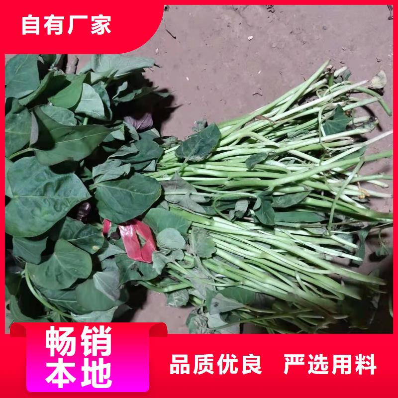 紫薯苗（济黑2号上市）质优价廉