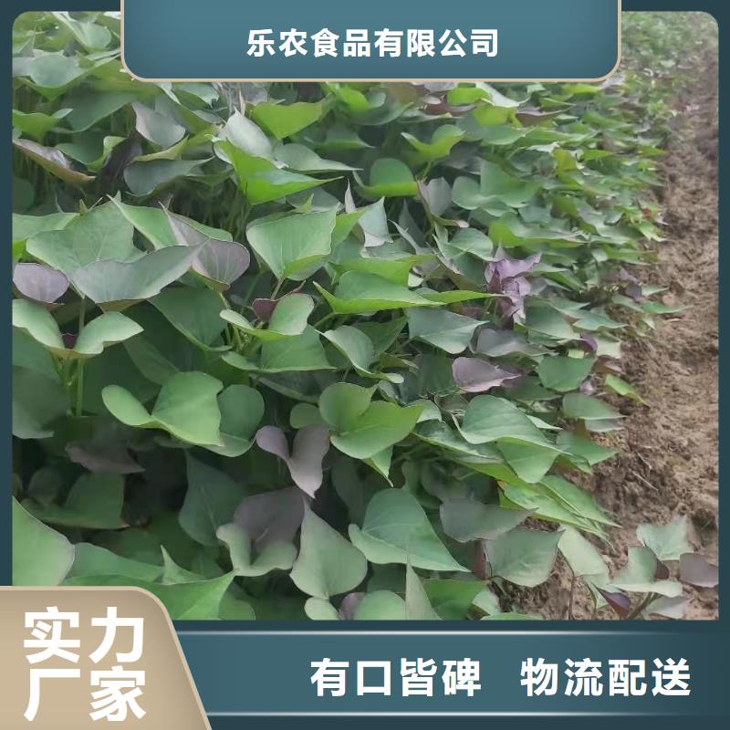 高产红薯苗（预售中）量大优惠