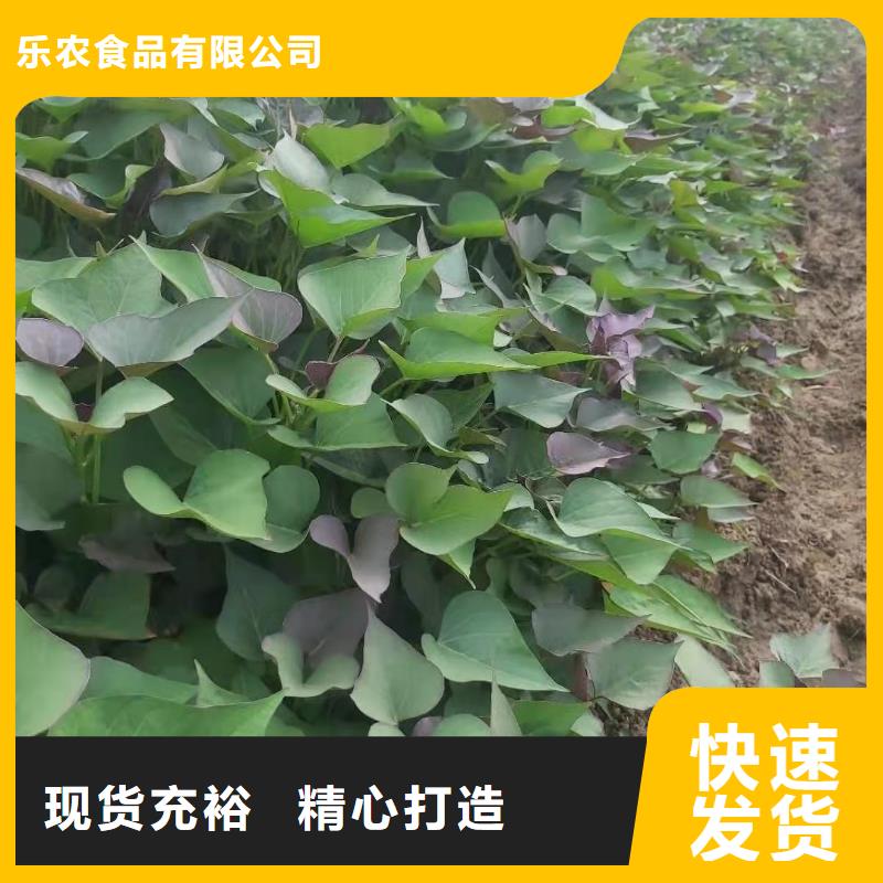 紫色地瓜苗（夏薯）品种多样