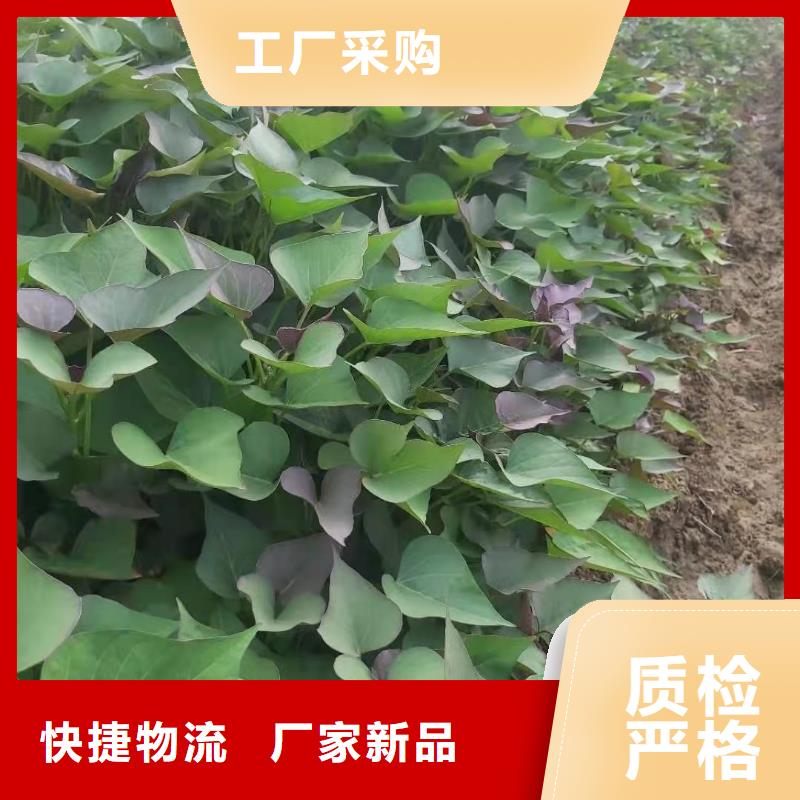 紫薯苗（济黑2号上市）育苗基地