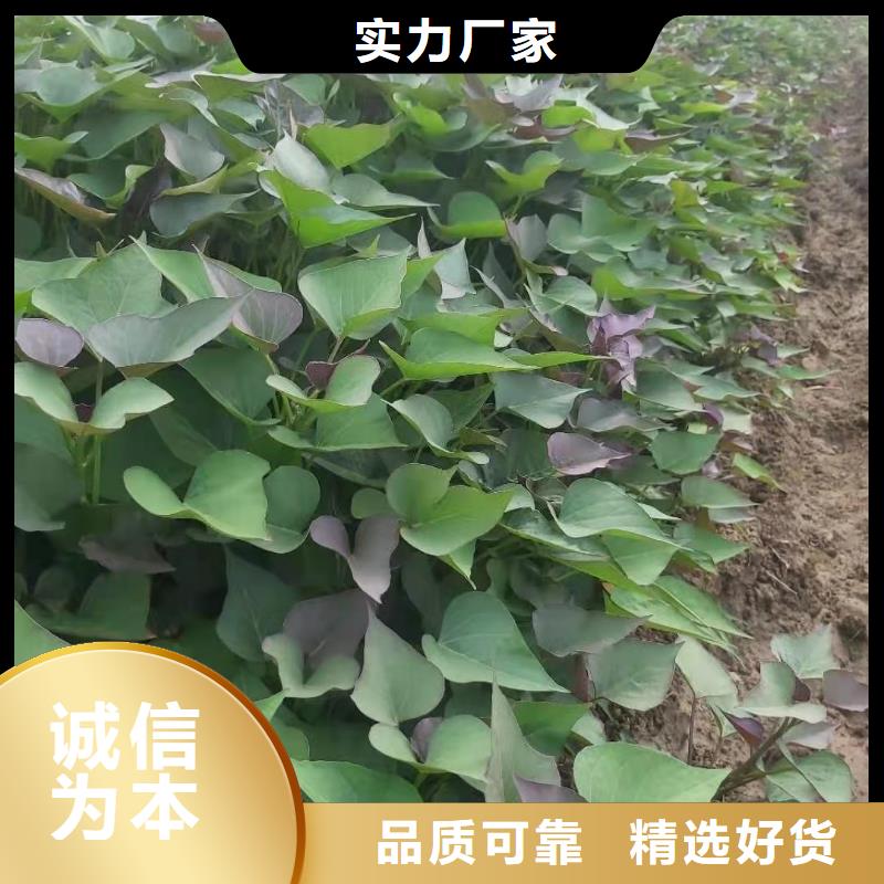 高剪红薯苗有保证