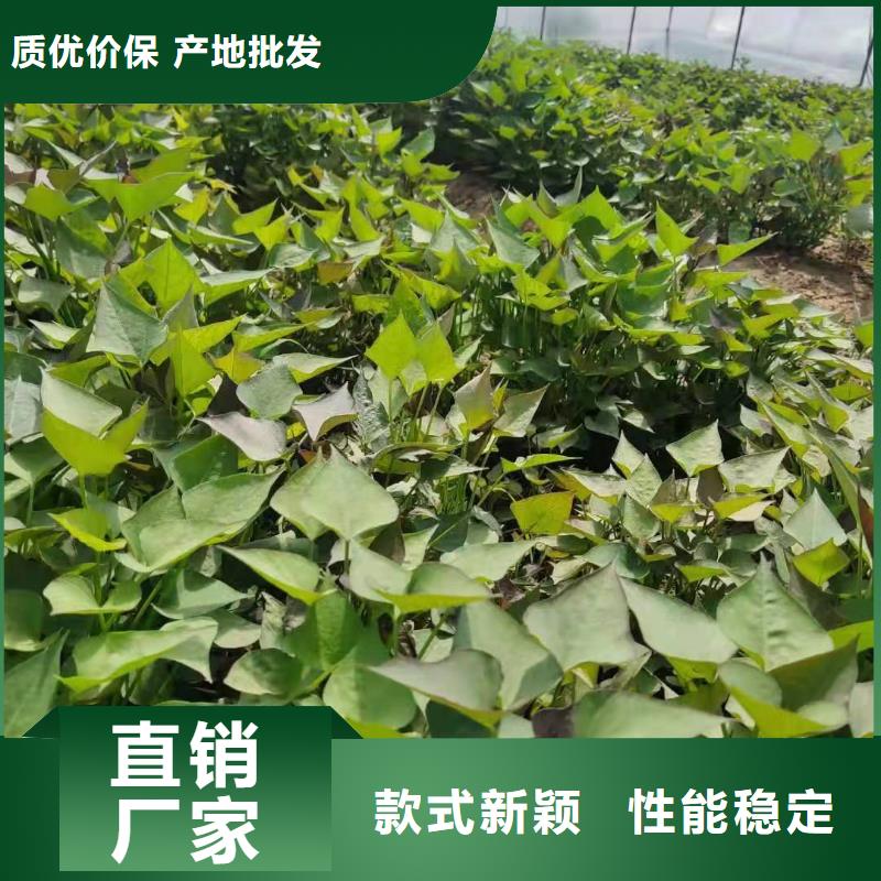 高剪红薯苗厂家