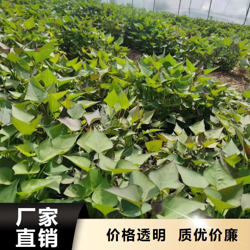 脱毒紫薯苗（济黑品种）就选乐农食品