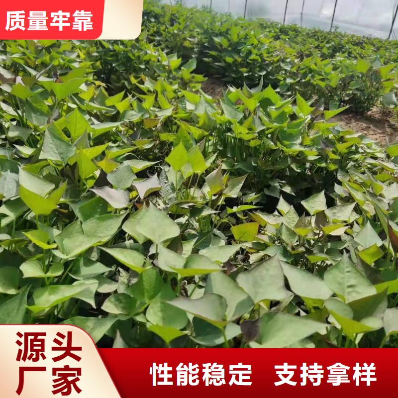 高剪苗红薯苗（西瓜红）供应