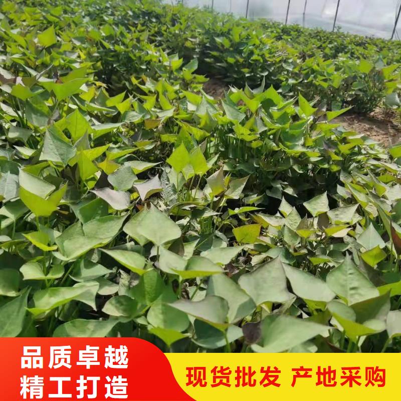 红甘薯苗（高剪苗）择优