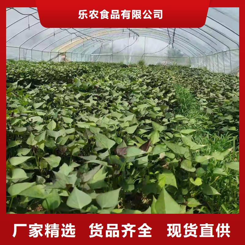 脱毒红薯苗（西瓜红）选山东乐农紫老大