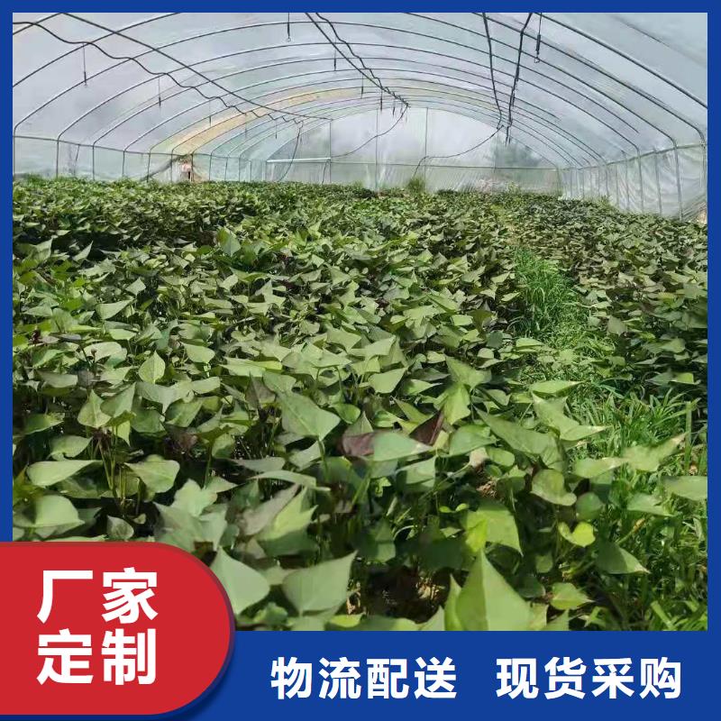 高产红薯苗（预售中）客户群遍布全国