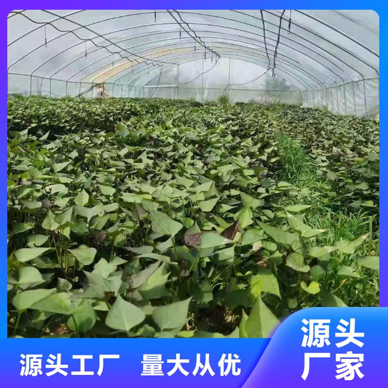 东风8号紫薯苗种植时间