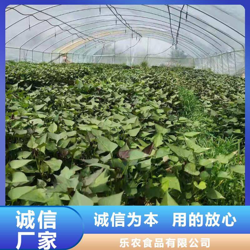 济黑2号紫薯苗价优保真