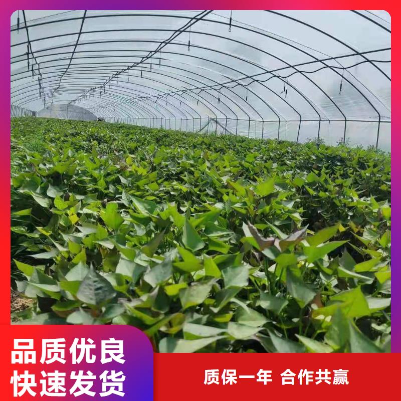 甘薯苗（紫红薯苗）适合种植的地方
