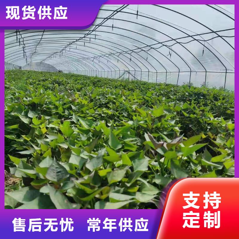 红甘薯苗（高剪苗）批发零售
