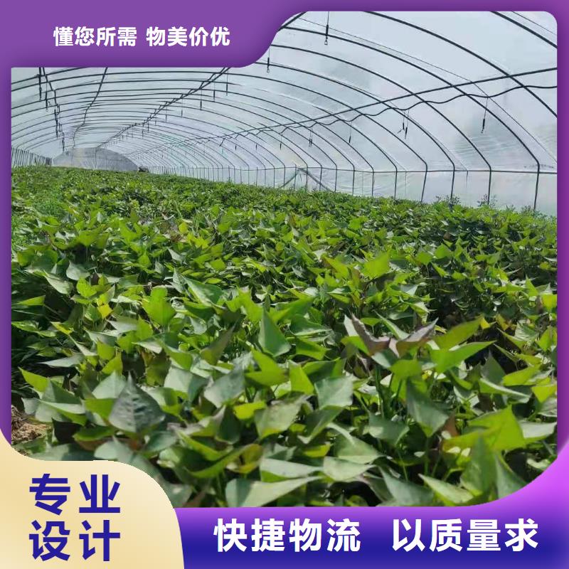 高产红薯苗技术培训