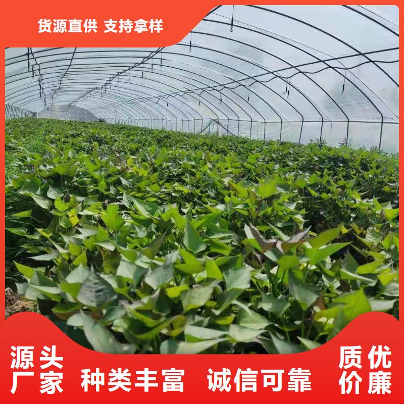 紫薯苗栽培技术