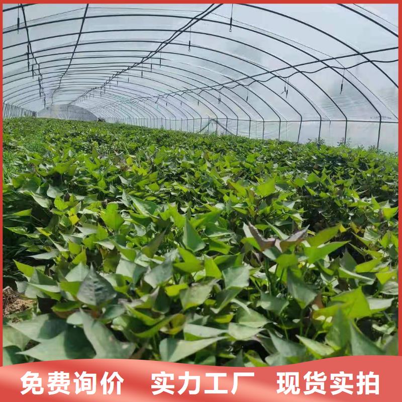 济黑1号紫薯苗合作社