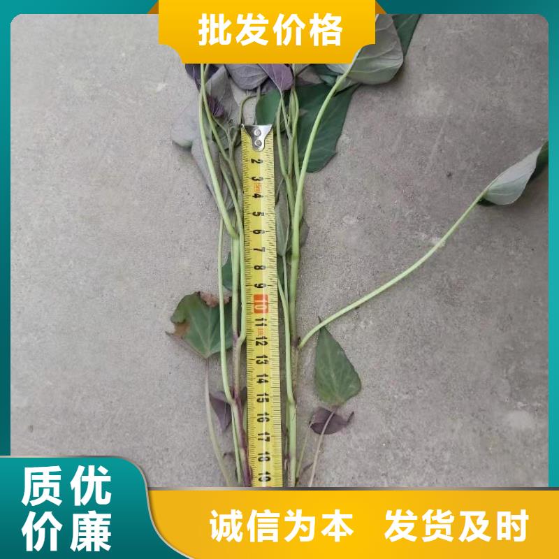 【紫薯苗】羽衣甘蓝粉一站式采购商家