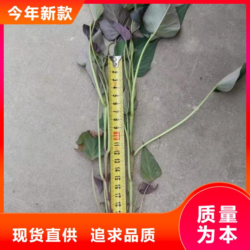 高剪脱毒普薯32号苗子批发零售