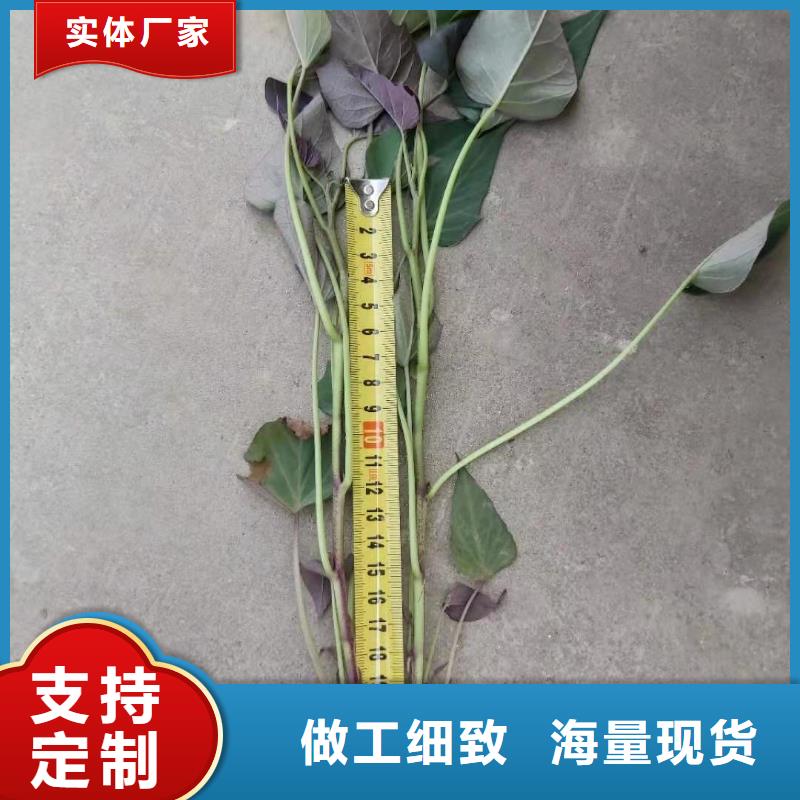 甘薯苗（紫红薯苗）种植