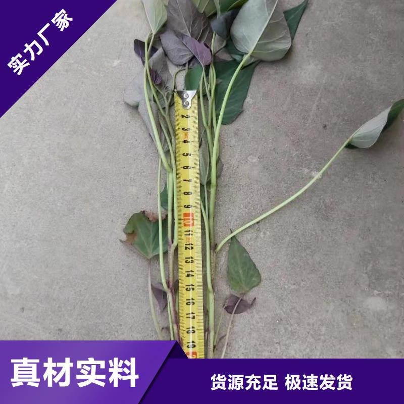 脱毒紫薯苗（济黑品种）专业技术指导