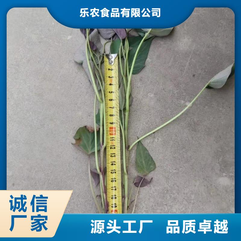 紫罗兰紫薯苗大量苗子供应
