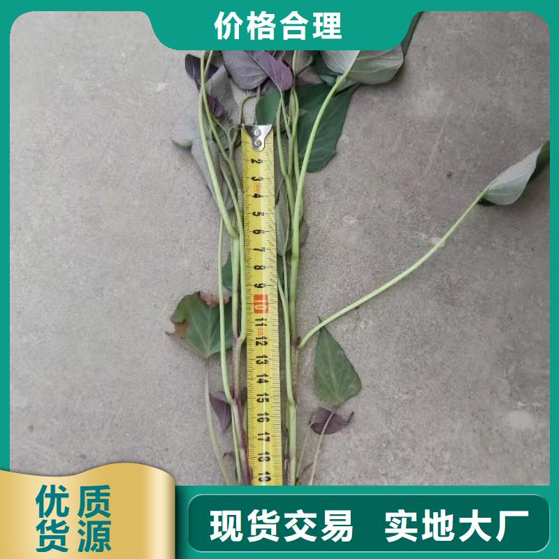 绫紫薯苗品优价廉