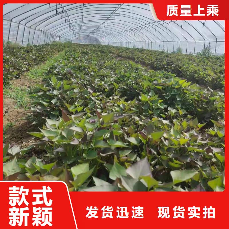 麦茬苗（紫薯)质优价廉