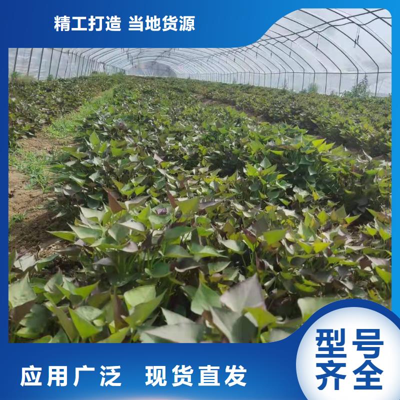 高产红薯苗（预售中）品种多样