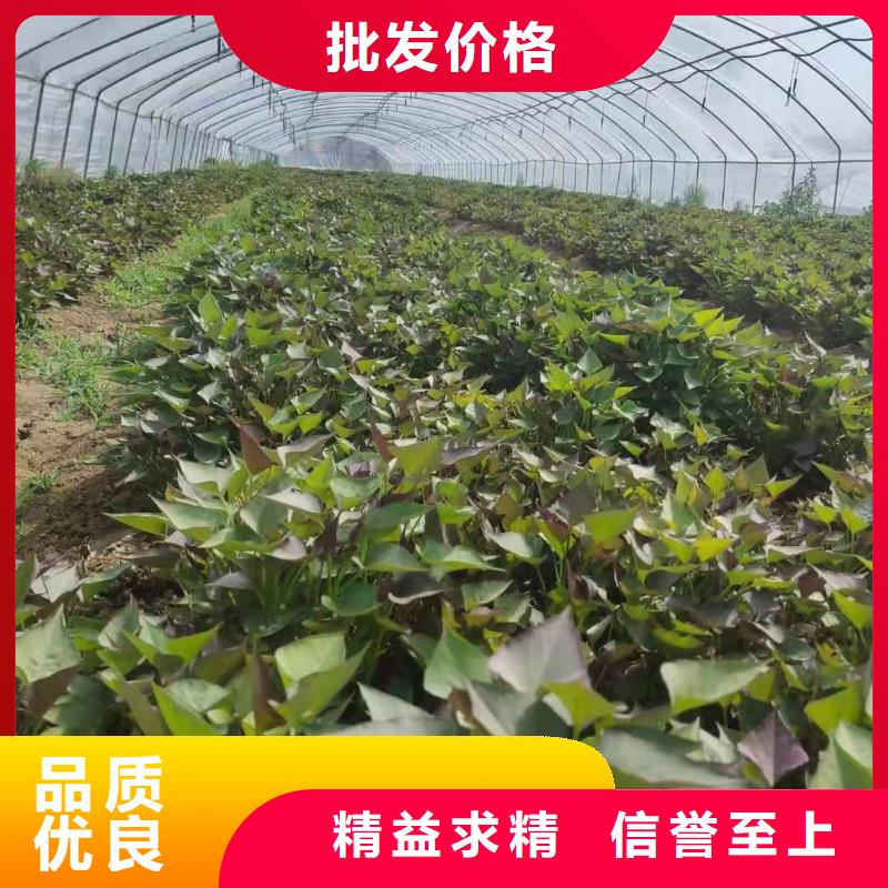 甘薯苗（紫红薯苗）货源充足