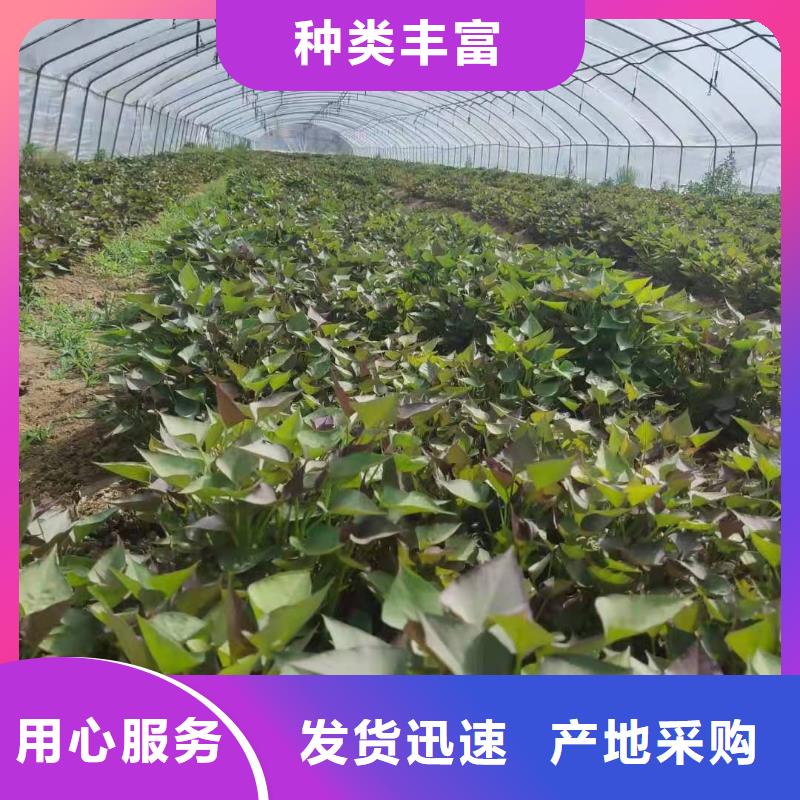 脱毒红薯苗（西瓜红）欢迎致电