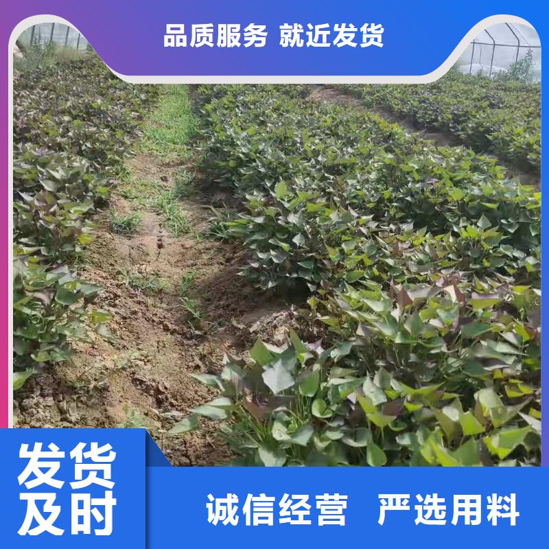 济黑2号紫薯苗合作社