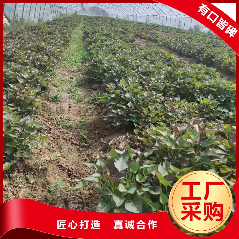 麦茬济黑2号苗行情走势
